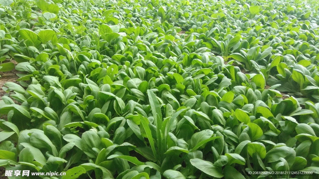 油菜