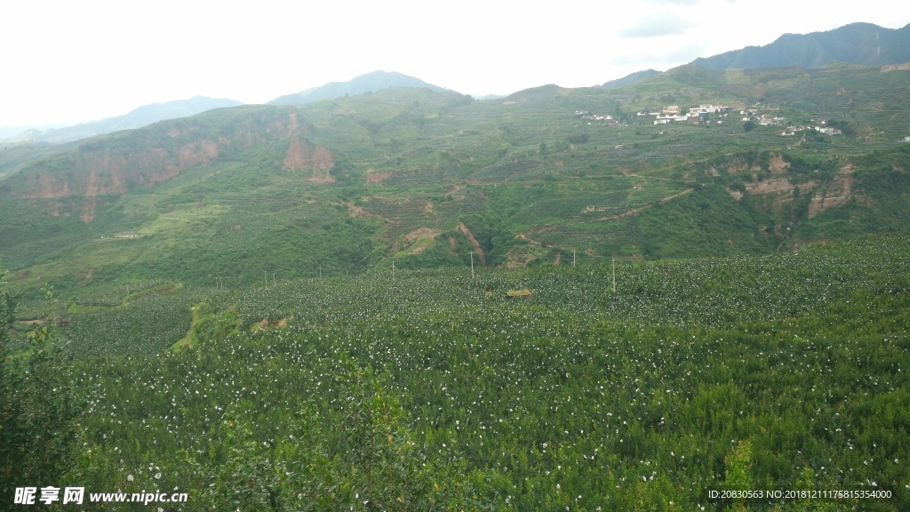 石榴果園