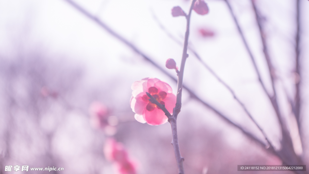 梅花