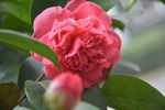 山茶花花苞