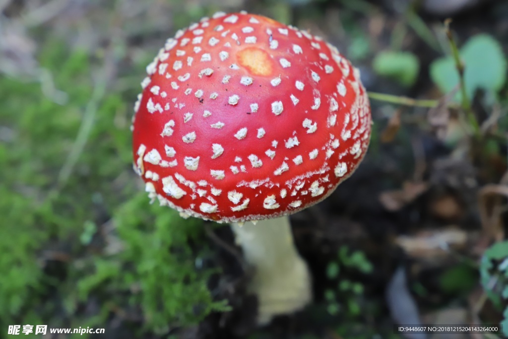 红色蘑菇朵图片