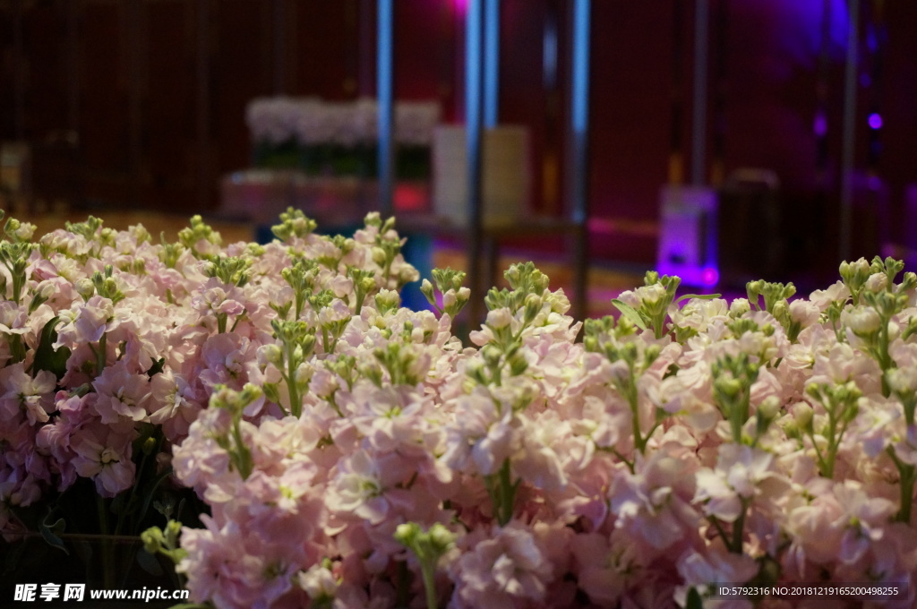 干花 白花 小白花 桌花 花朵