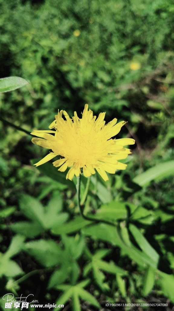 小黃花