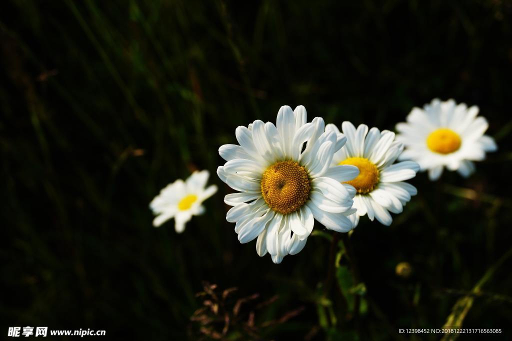 白菊花