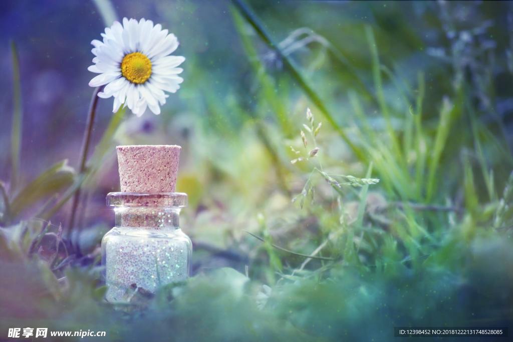 白菊花