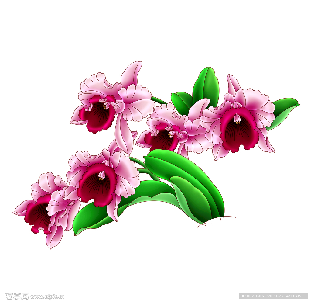 蘭花