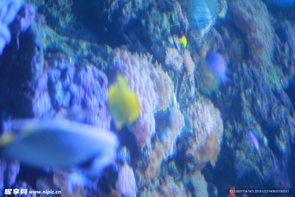 高清海洋動物攝影圖