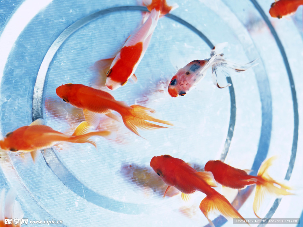 金魚小魚