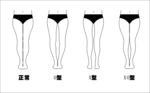 女性腿型示意图