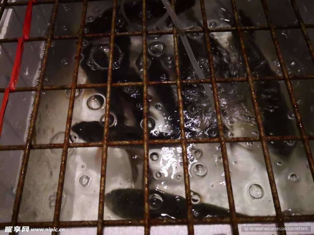 魚影水泡