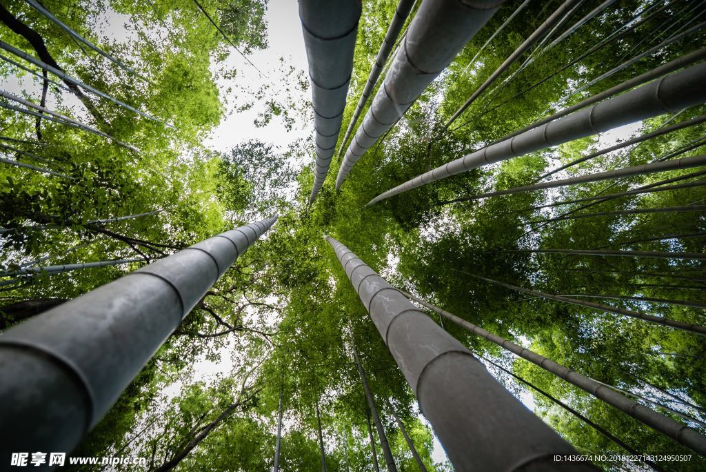 參天竹林