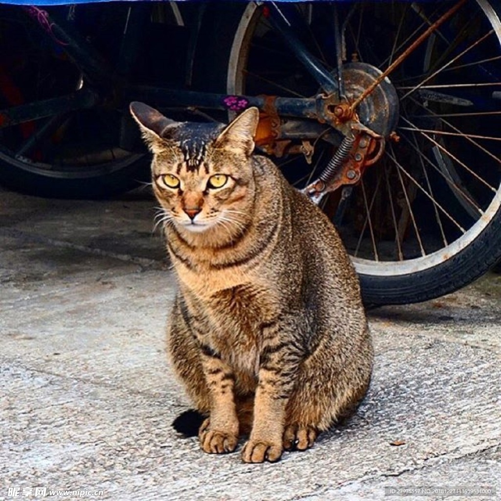 貓