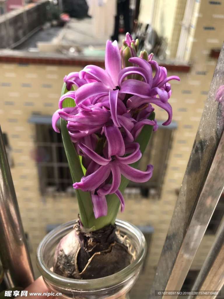花朵花卉