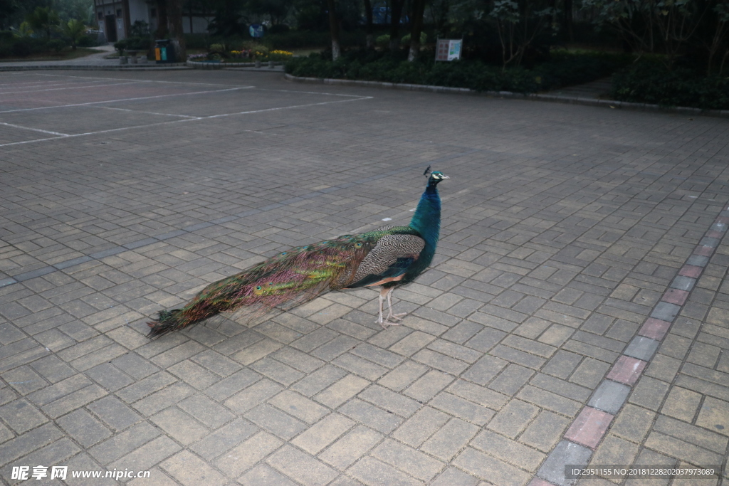 一只孔雀