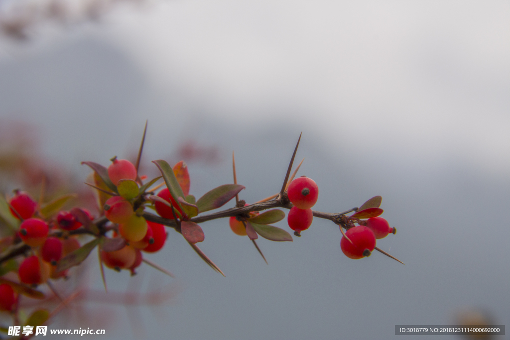 小紅果