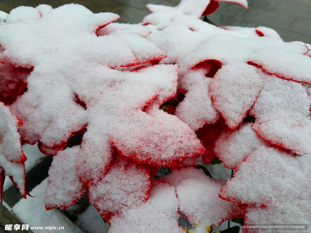 紅葉上的積雪