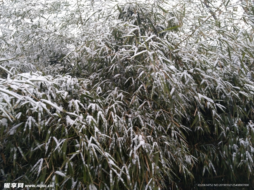 竹葉上的積雪