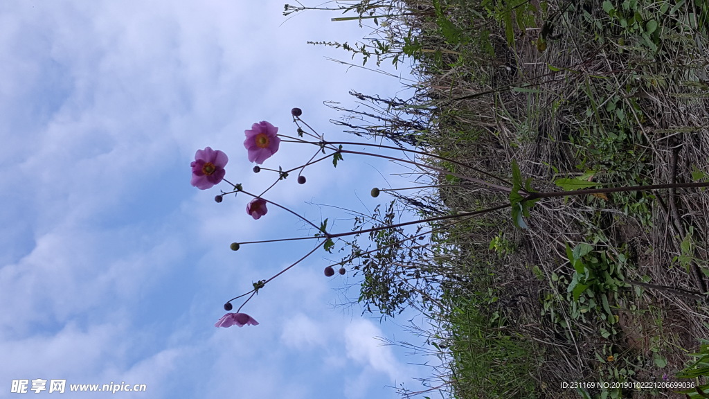 野棉花