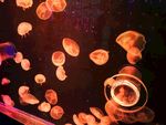 海底海月水母