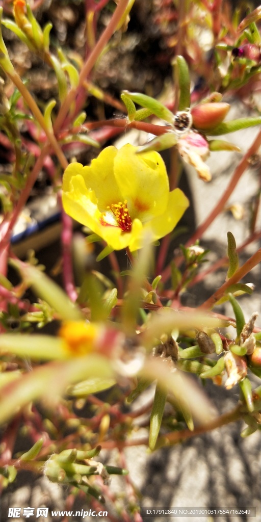 花