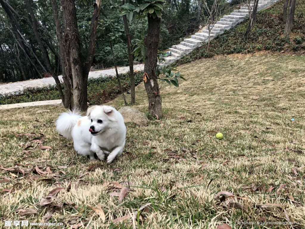 小狗狗