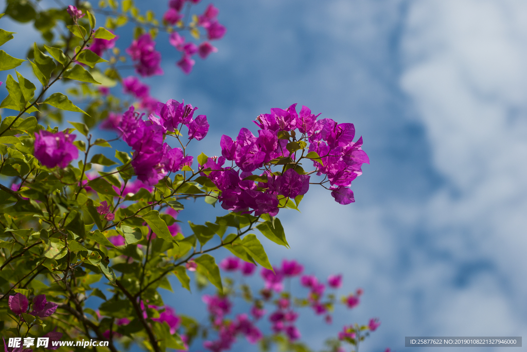 葉子花 光葉子花 苞花 花朵