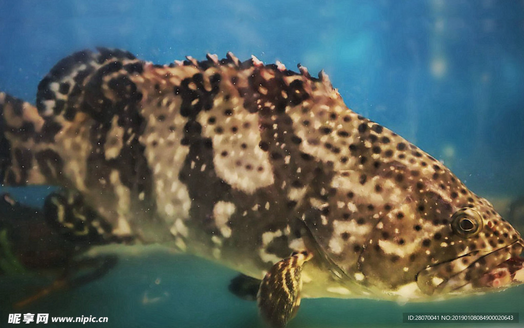 石斑魚(yú) 老虎斑