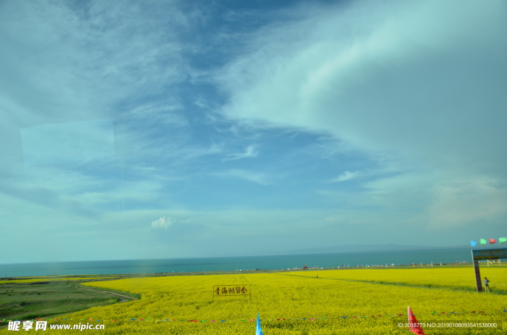 青海油菜花