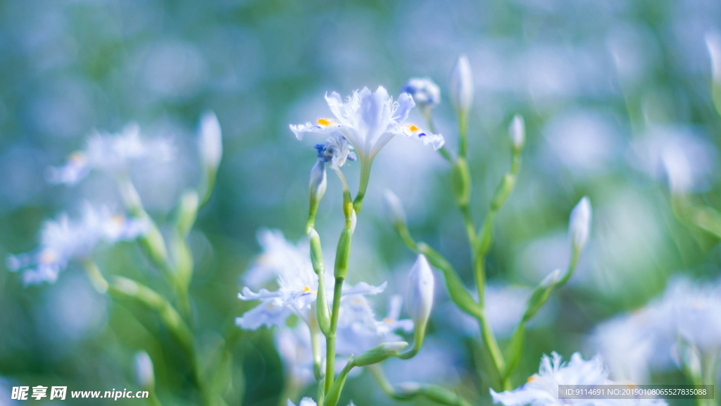雪融花