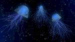 三维软件设计海洋水母