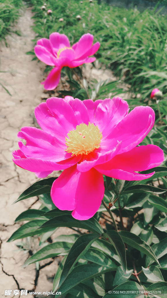 芍藥