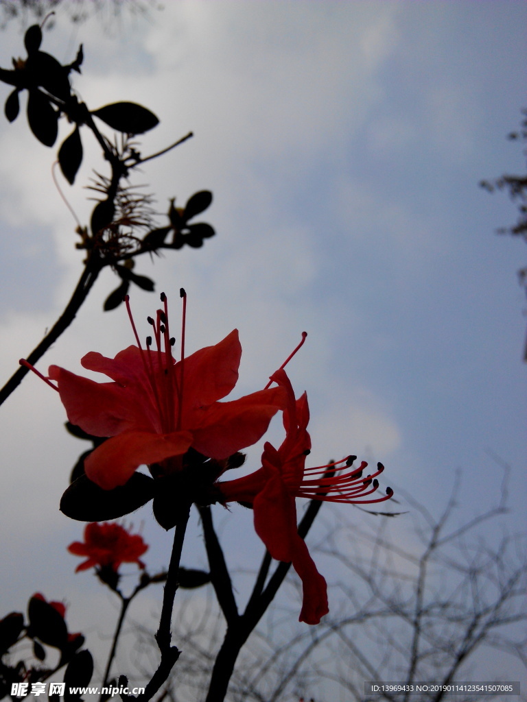 杜鵑  紅色   花   攝影