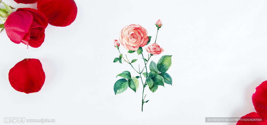 玫瑰花