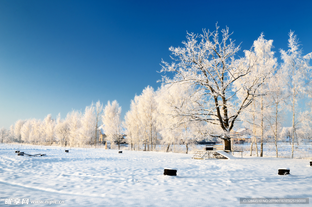 雪地大樹