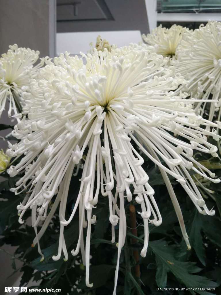 菊花
