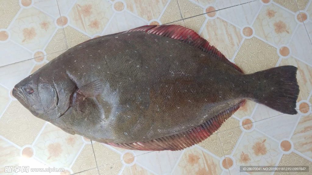 偏口魚