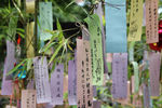 日本摄影素材许愿树