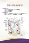 皮肤结构