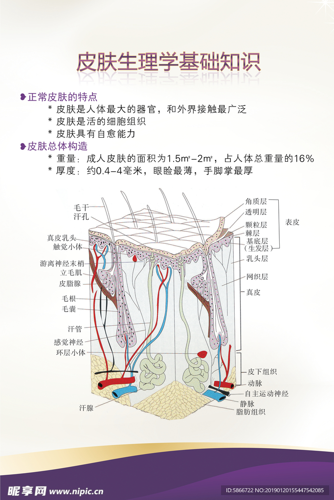 皮肤结构