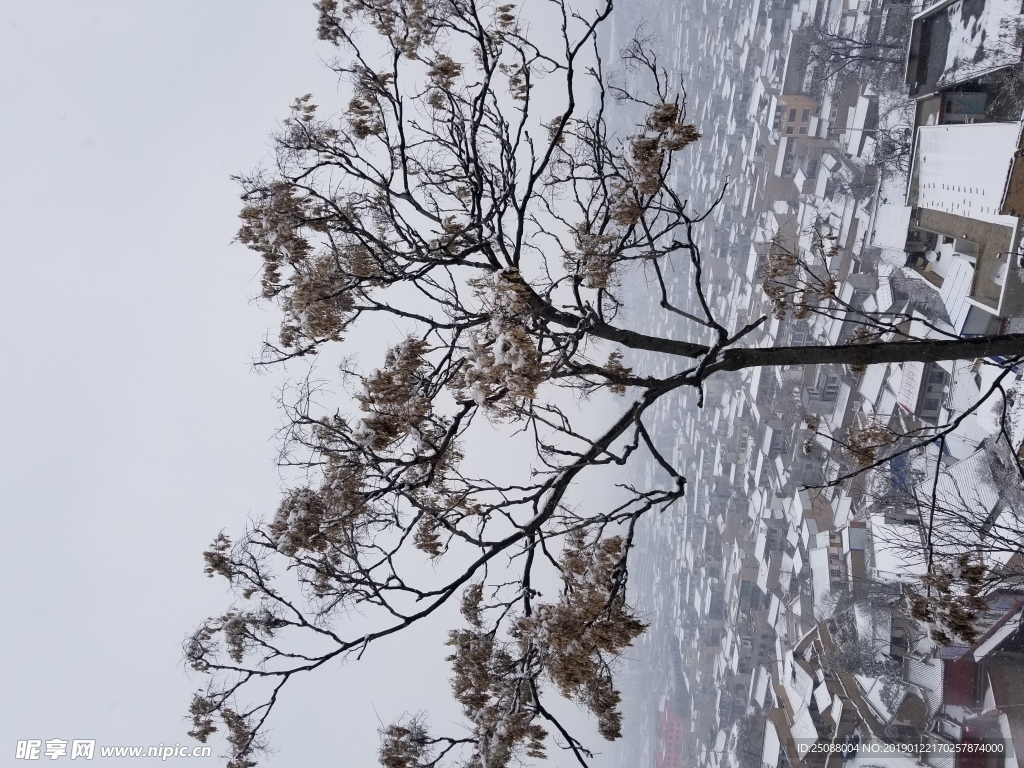 雪中樹