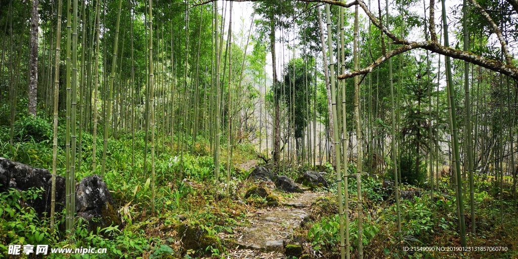 竹林