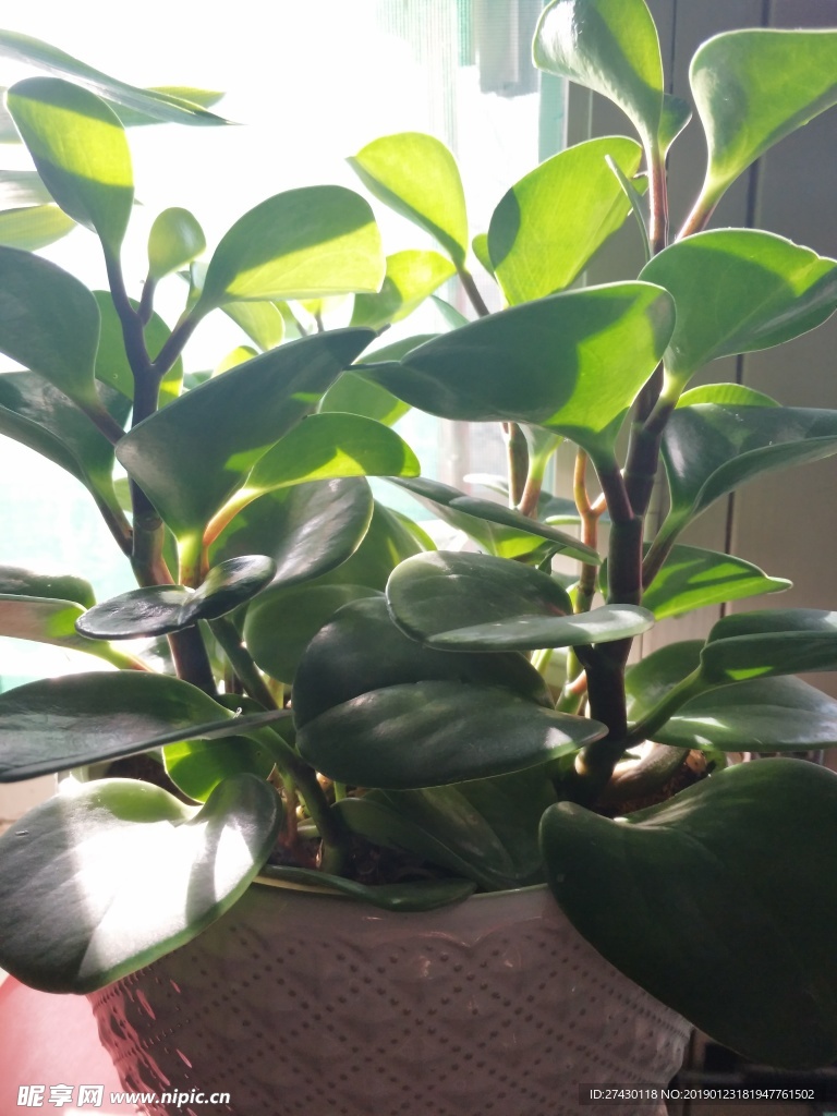 植物