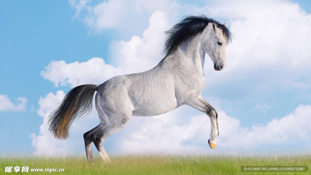 飛馬