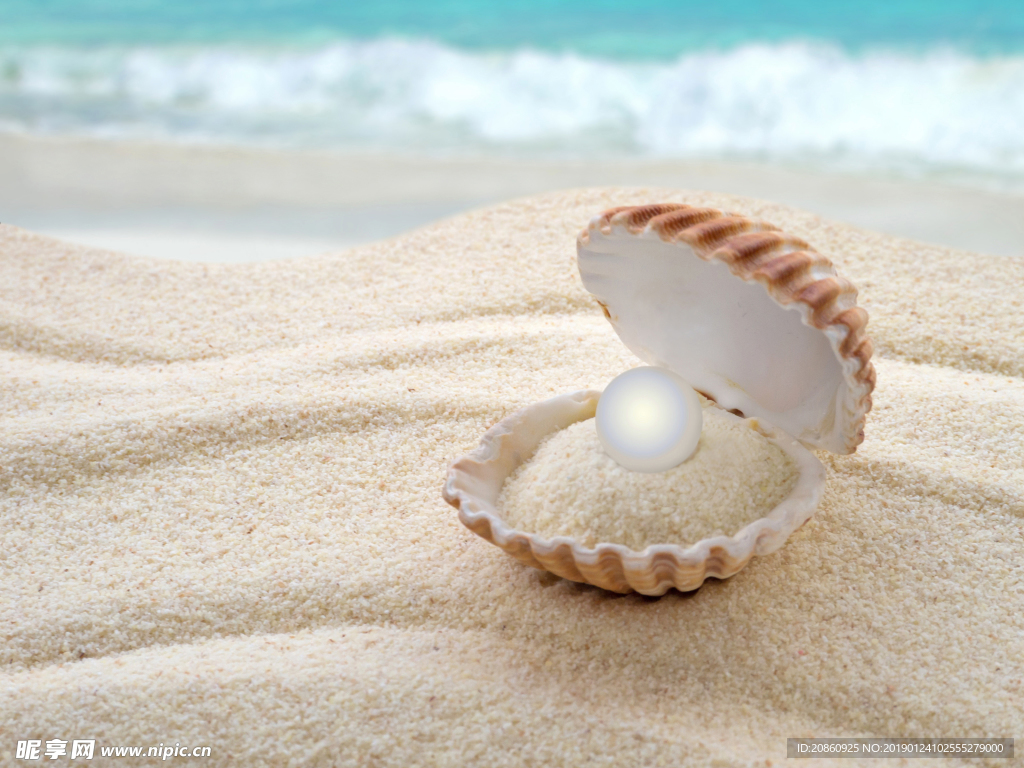 沙滩上的珍珠蚌类图片