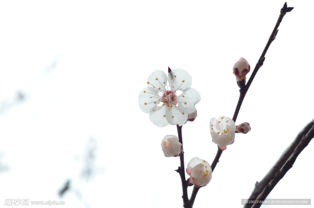 杏花
