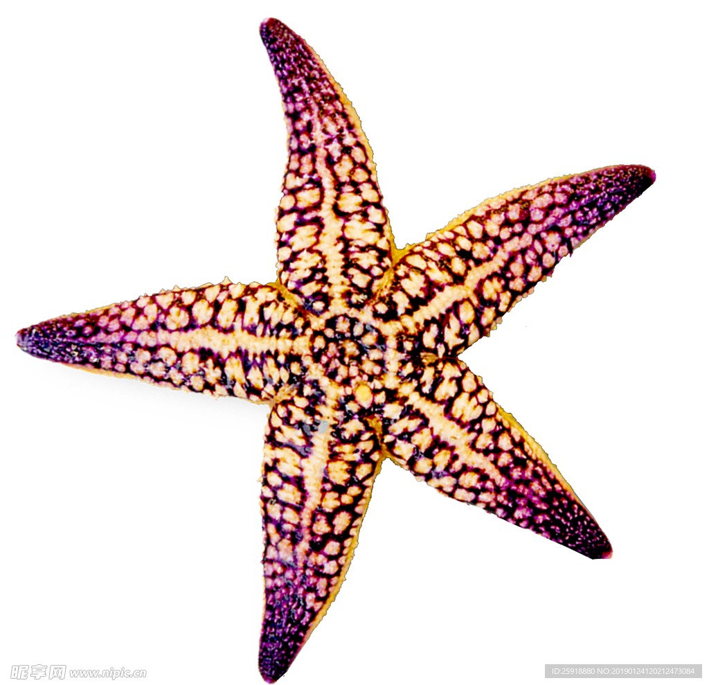 海星
