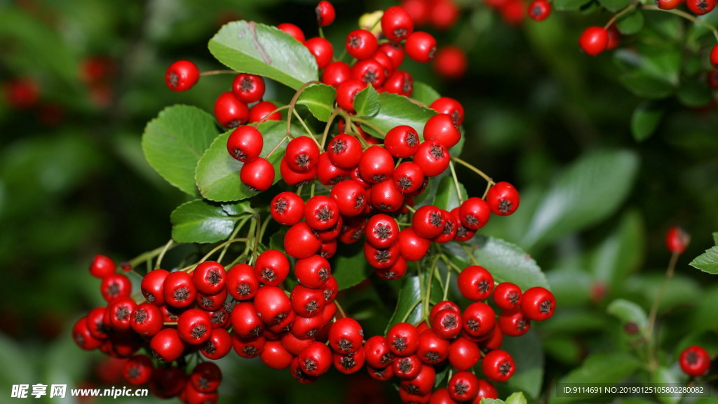紅刺果
