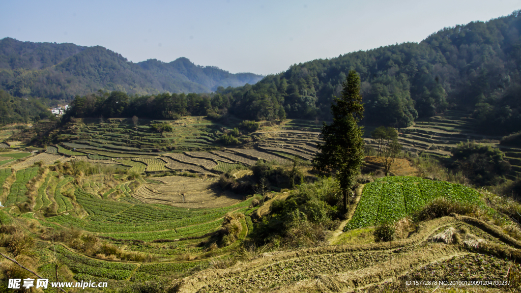 靈山梯田