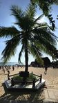 天涯海角的椰子树