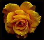 黄色月季花玫瑰花朵